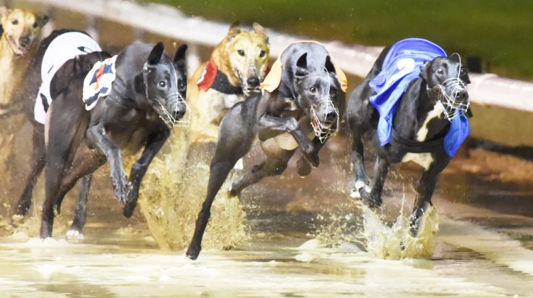 Graham Racing Dogs Graham Holland - Greyhound Star | News from the Greyhound Industry