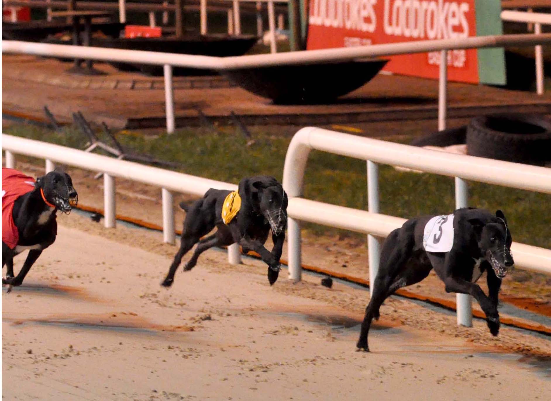 IRISH PERFORMANCES OF THE WEEK Greyhound Star News from the