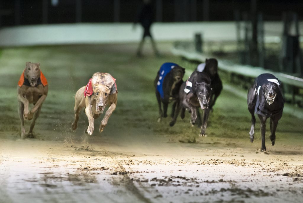 ANTIGUA STORMS TO 75TH EAST ANGLIAN DERBY - Greyhound Star | News from ...