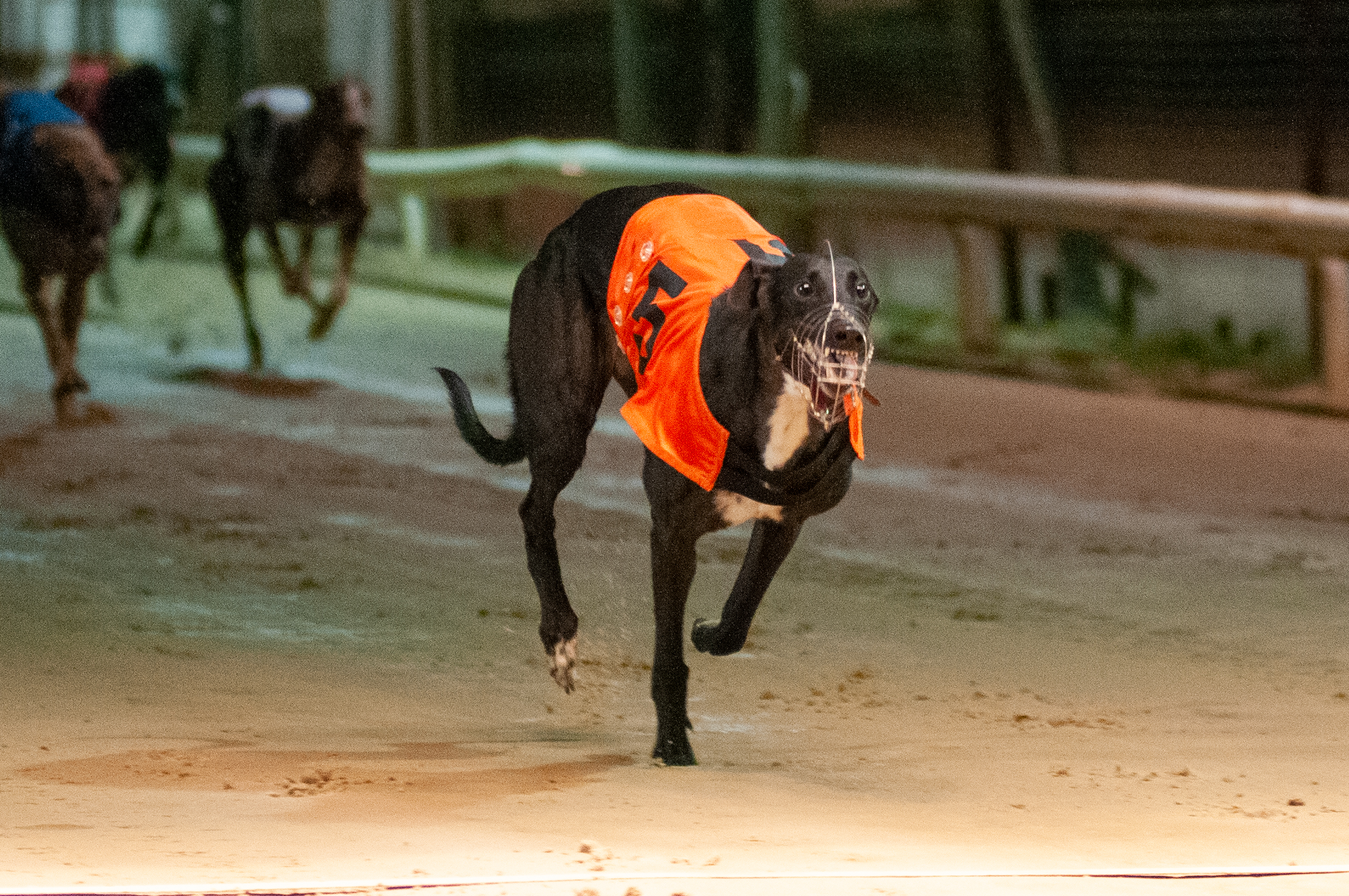 Produce Stakes Results 2nd Rd Draw Greyhound Star News From The Greyhound Industry