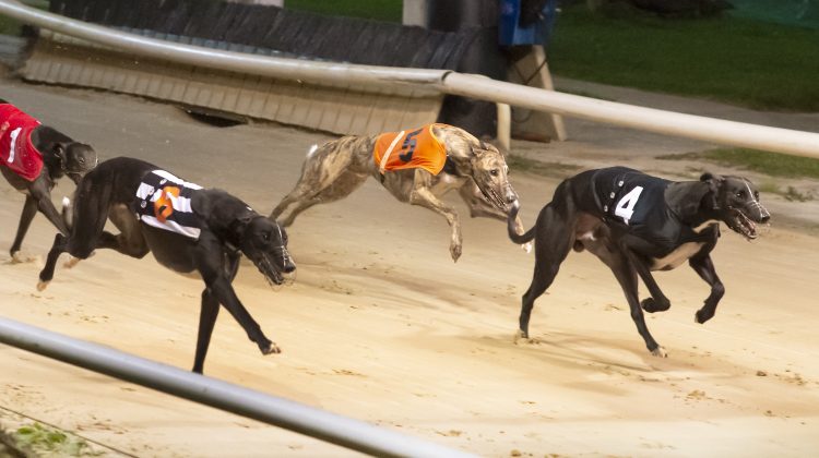 Central Park - Greyhound Star | News from the Greyhound Industry