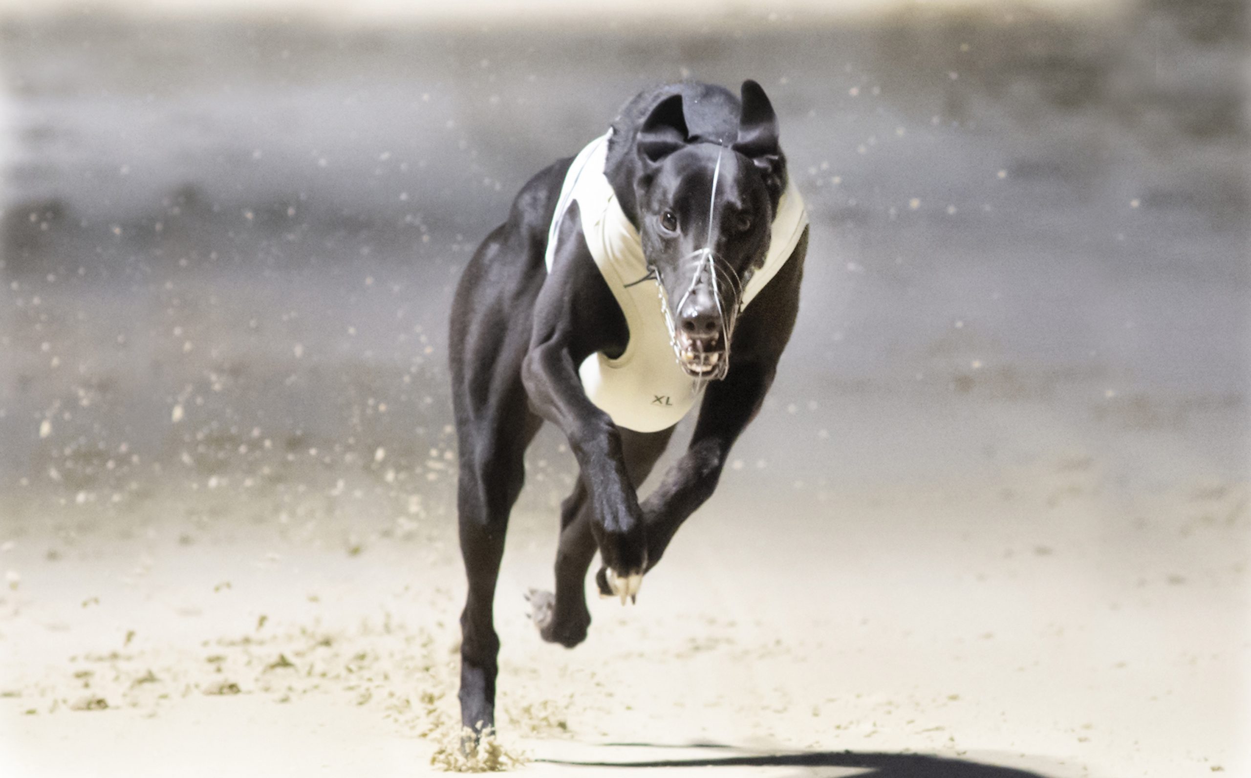 BRITISH PERFORMANCE OF THE WEEK - Greyhound Star | News from the ...