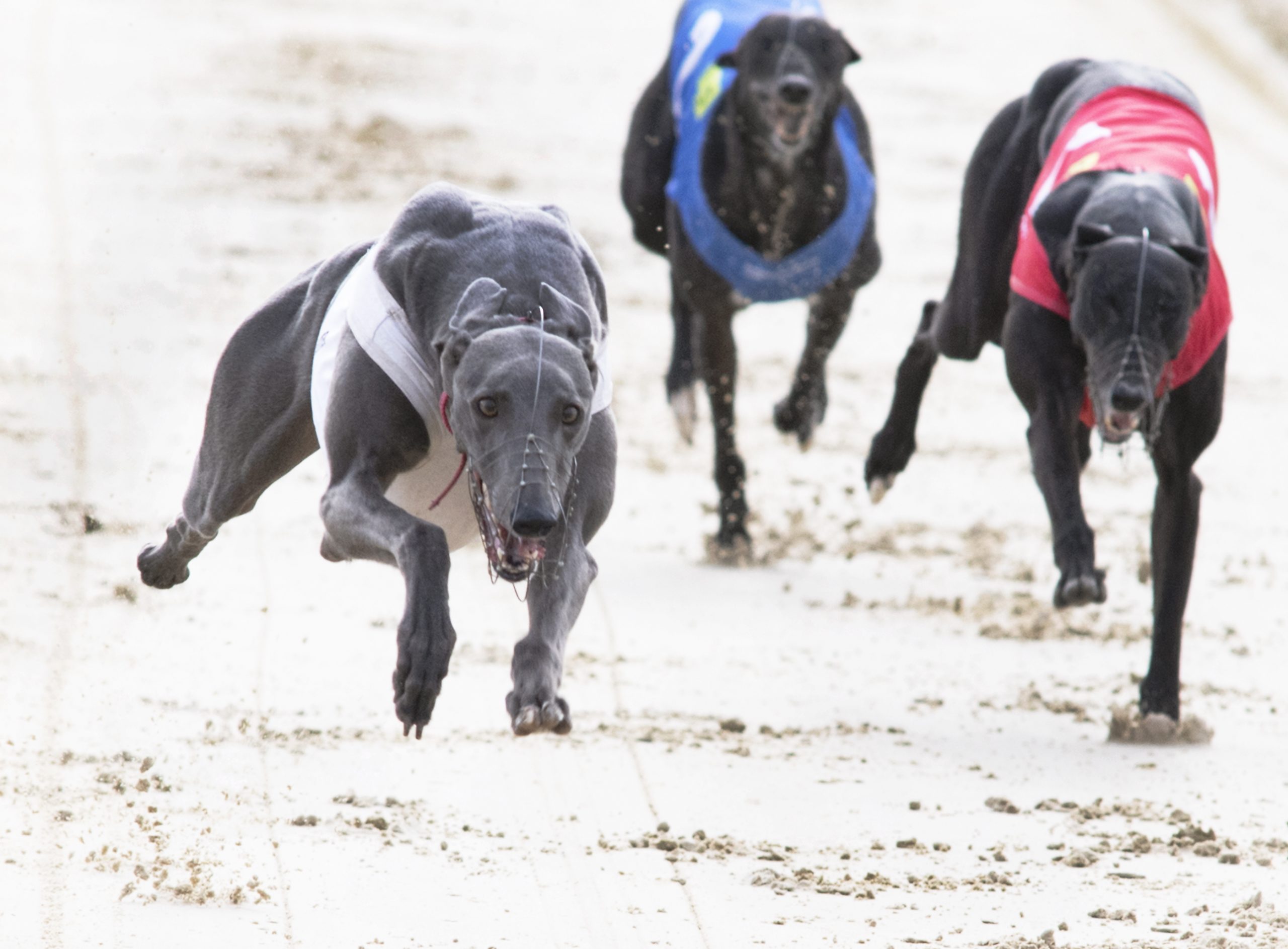 PGR OAKS PREVIEW WITH MARTIN SEAL - Greyhound Star | News from the ...