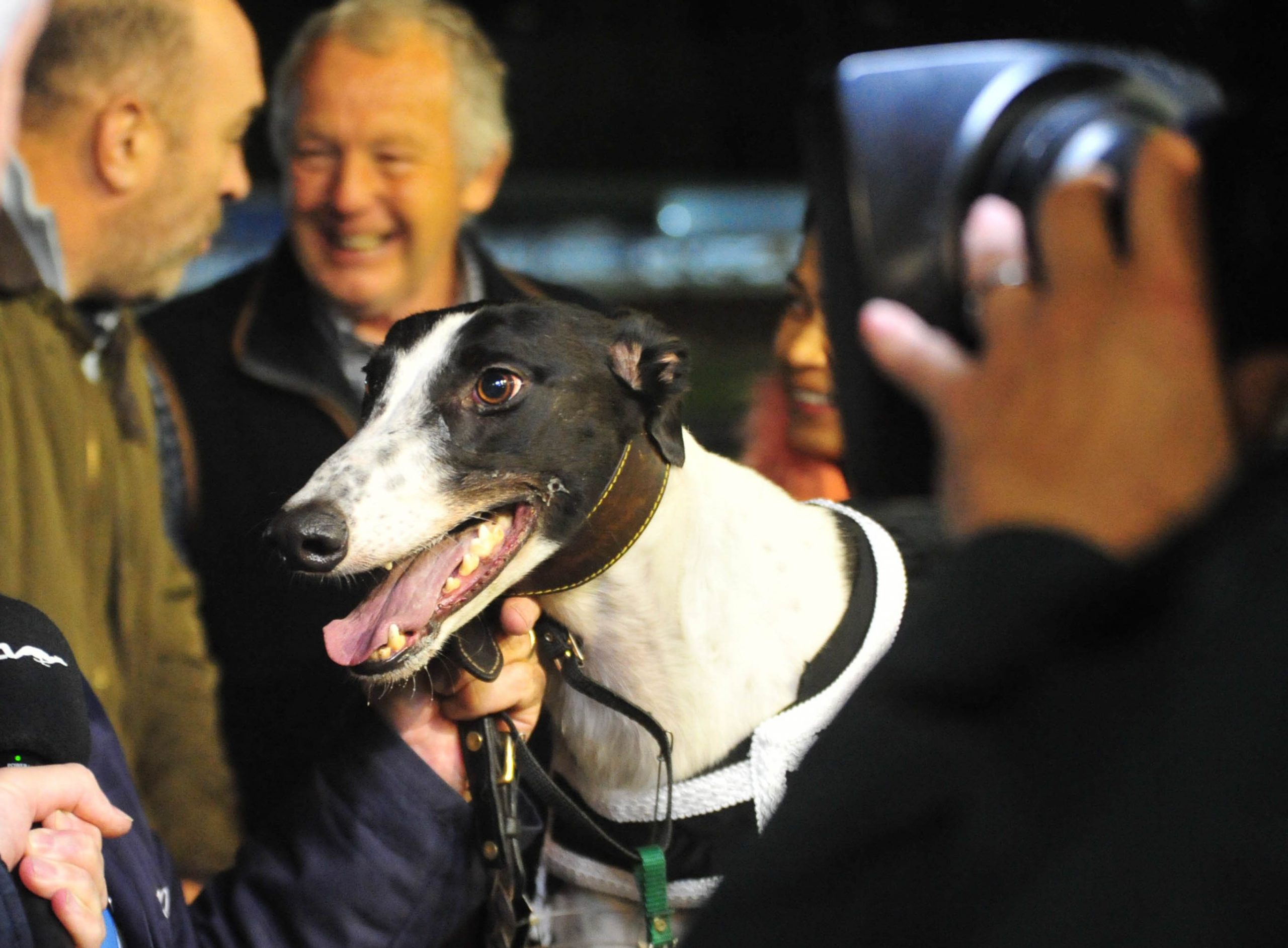 Stunned From Posttopillar Greyhound Star News From The Greyhound