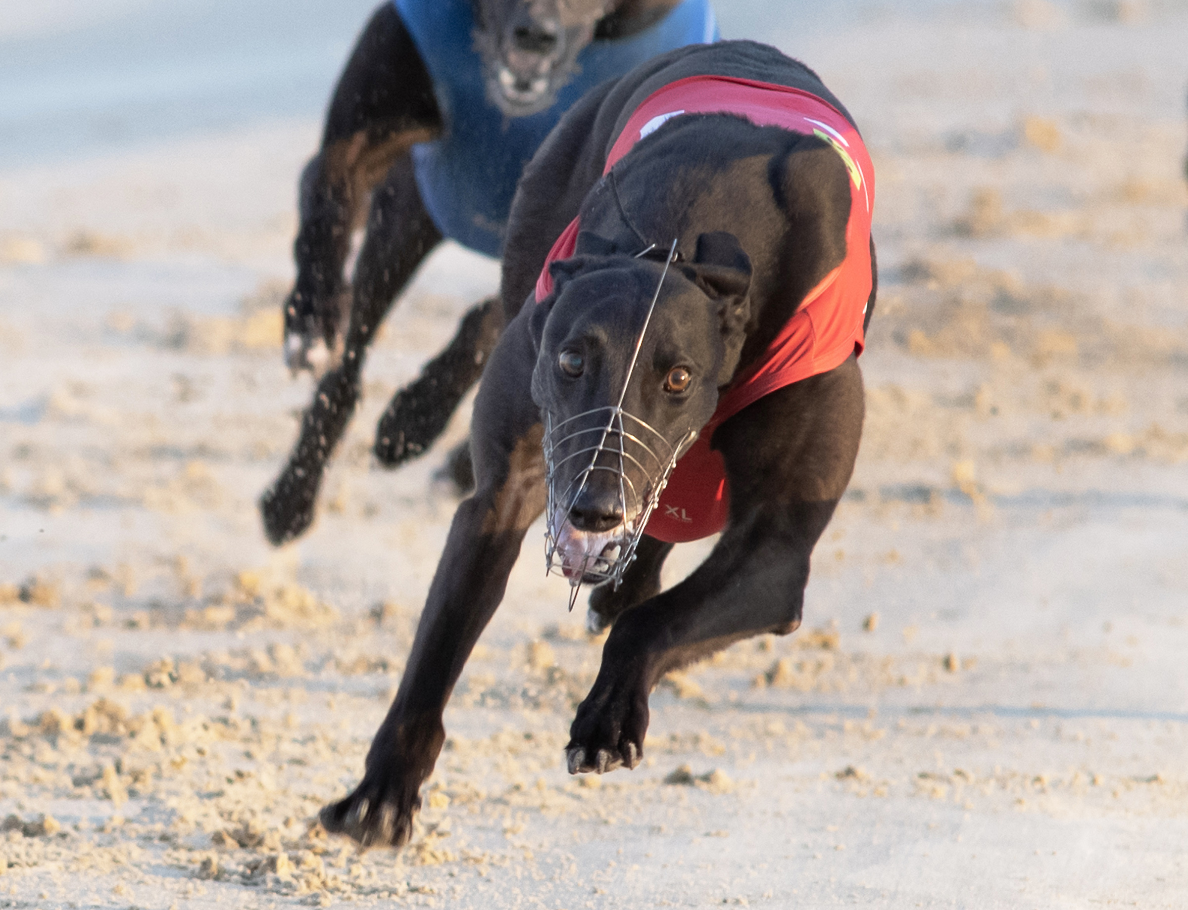 Round Trip Greyhound - grwc3hk