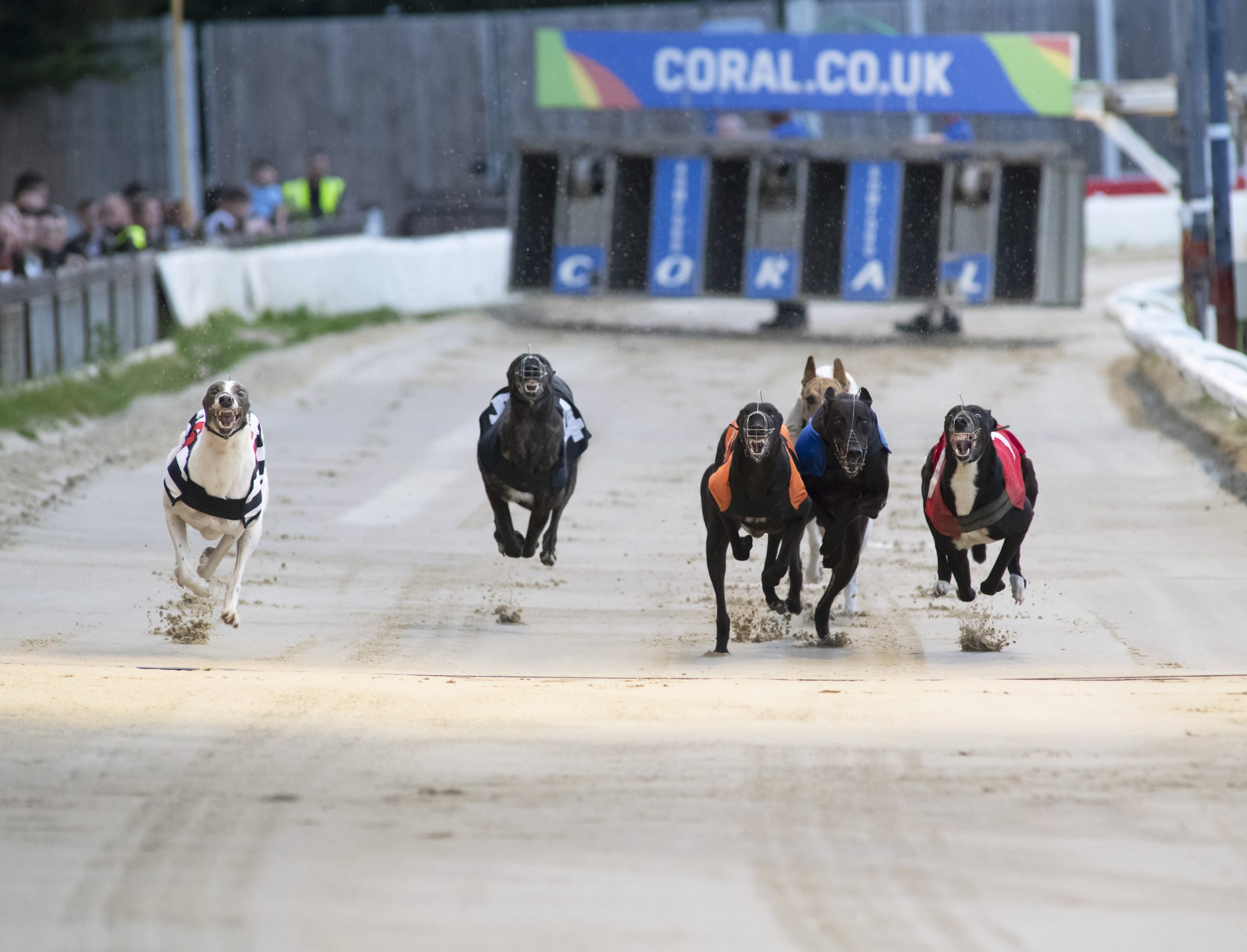 FRIDAY ROUND UP Greyhound Star News from the Greyhound Industry