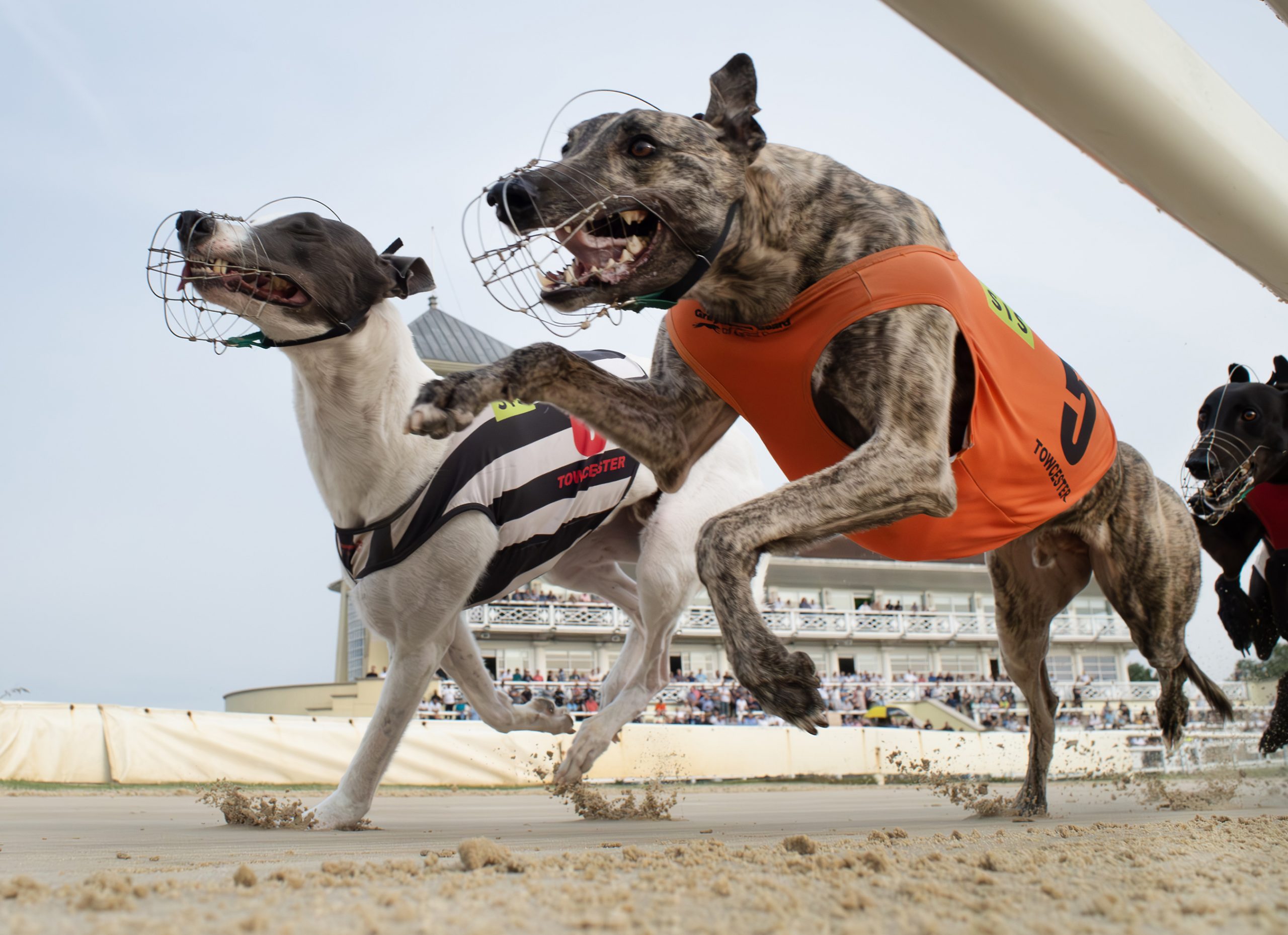 BRITISH PERFORMANCE OF THE WEEK - Greyhound Star | News from the ...