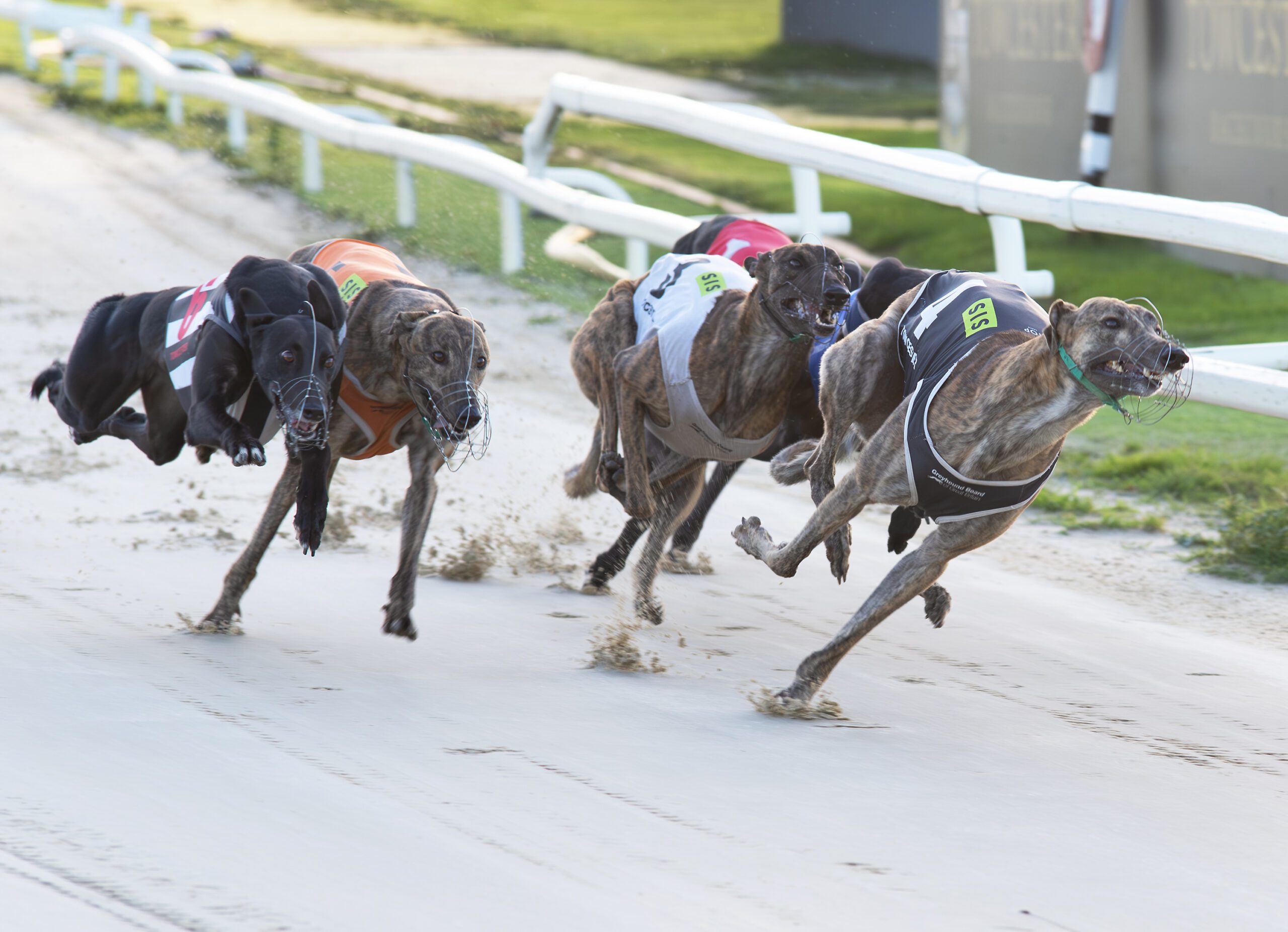 BRITISH PERFORMANCE OF THE WEEK - Greyhound Star | News from the ...