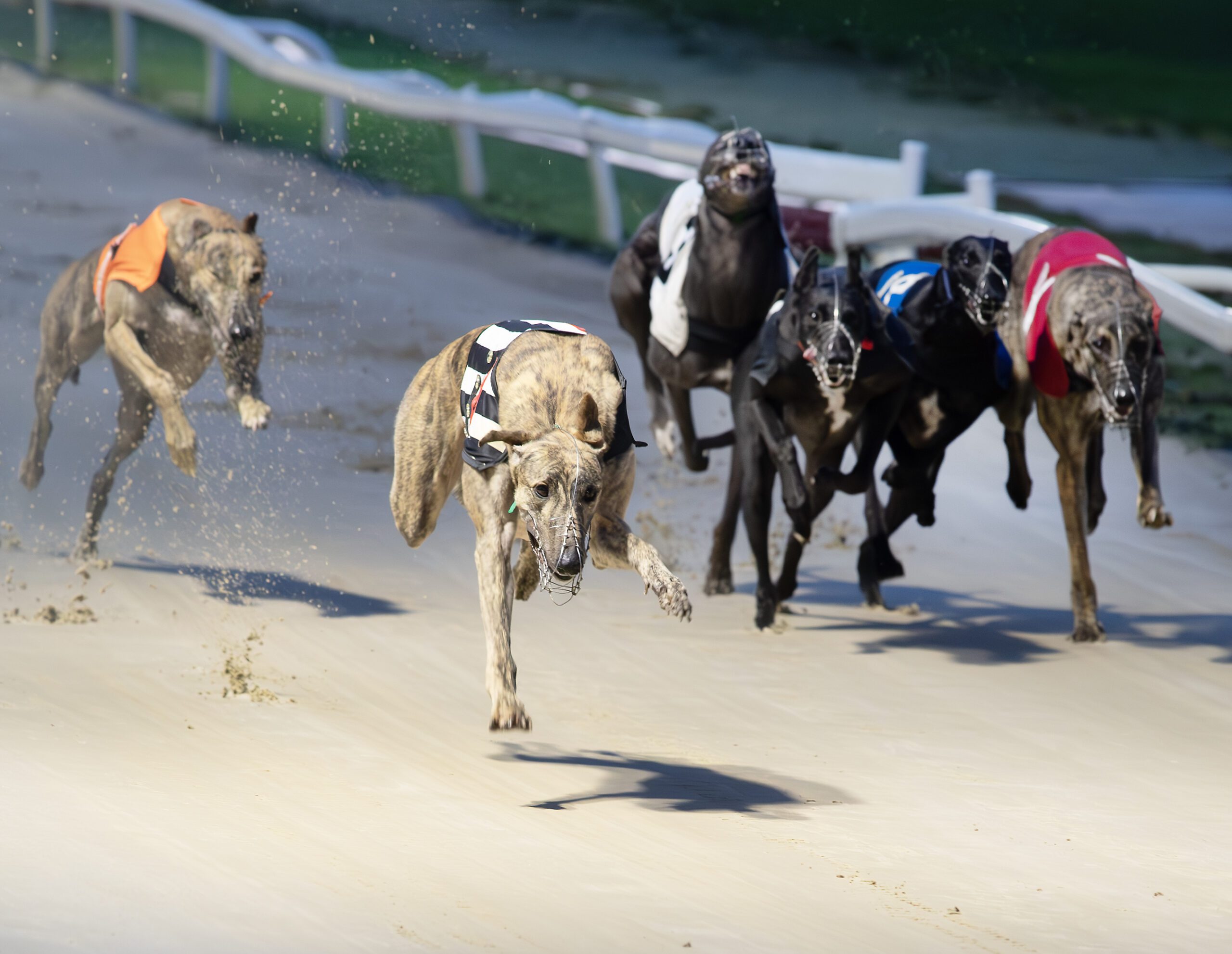 TUESDAY ROUND UP - Greyhound Star | News from the Greyhound Industry