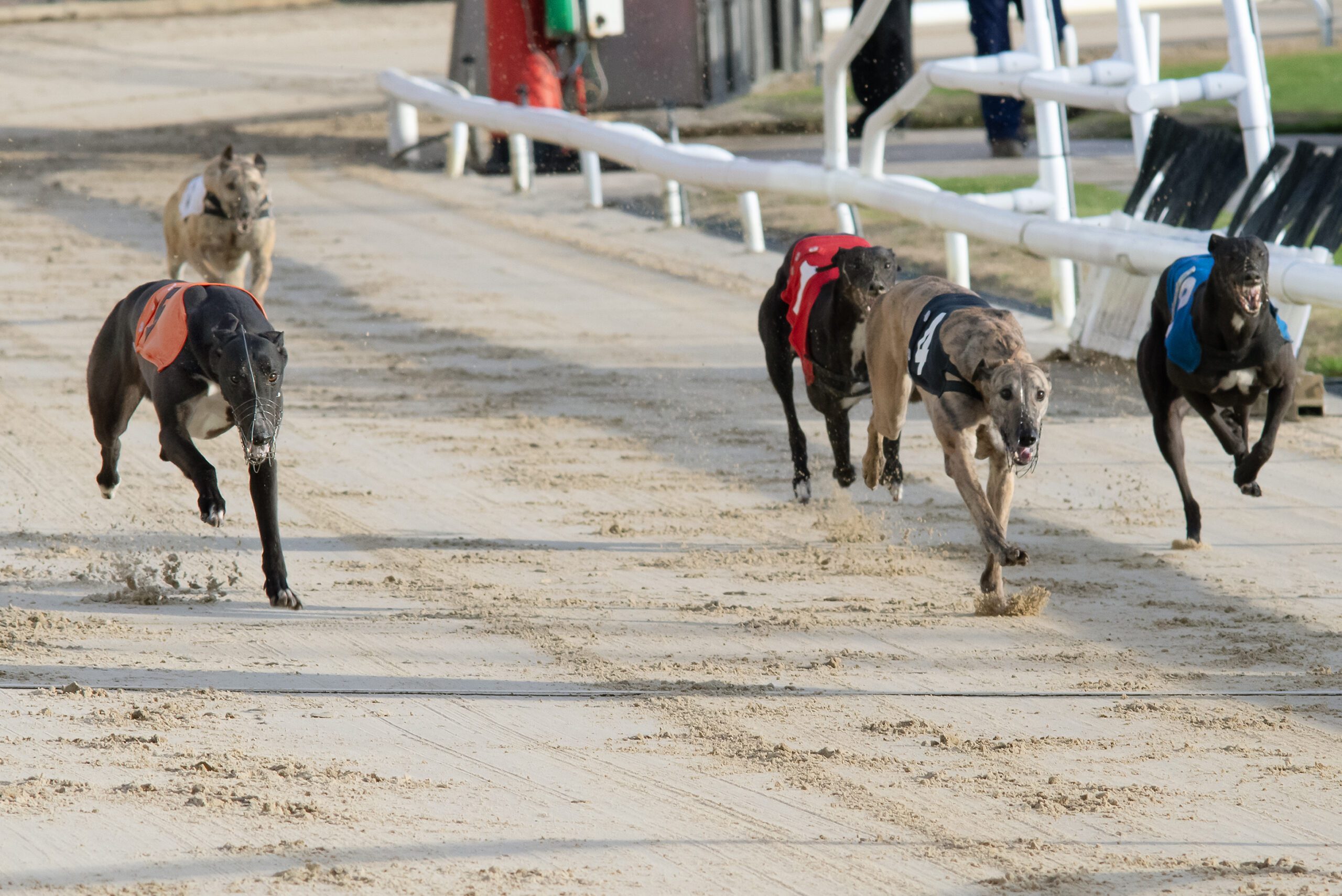 BRITISH PERFORMANCE OF THE WEEK Greyhound Star News from the