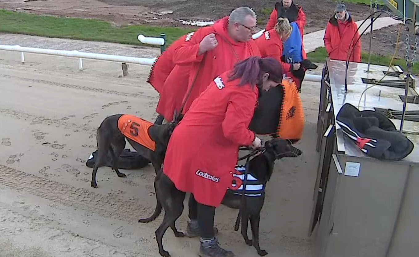 British Performance Of The Week Greyhound Star News From The