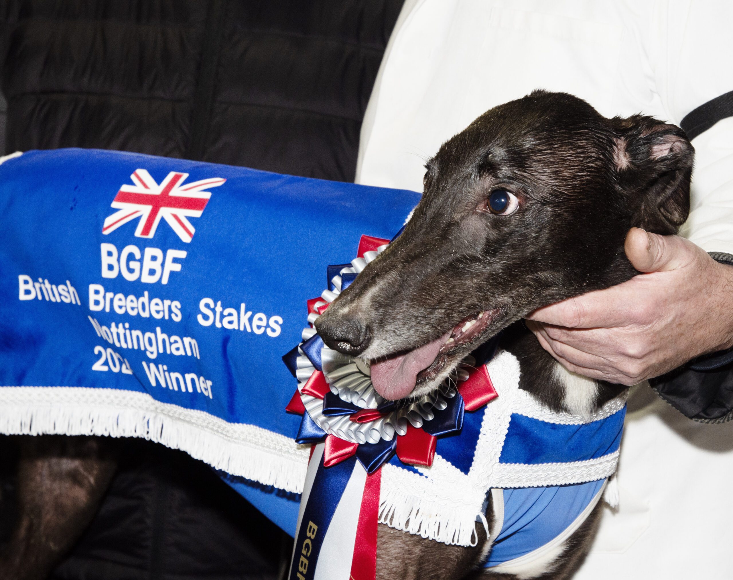 TUESDAY ROUND UP - Greyhound Star | News from the Greyhound Industry