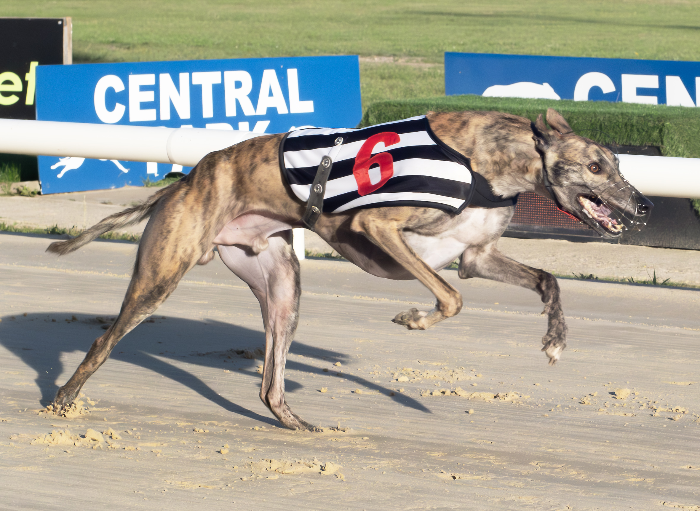 Thursday Round Up Greyhound Star News From The Greyhound Industry