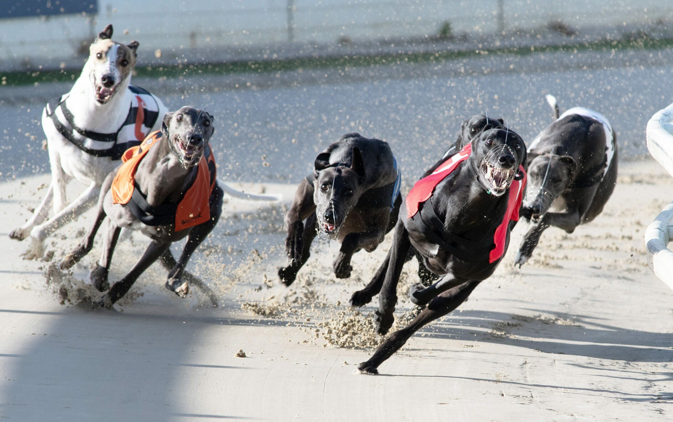 GREYHOUND DERBY ANTE-POST PREVIEW - Greyhound Star