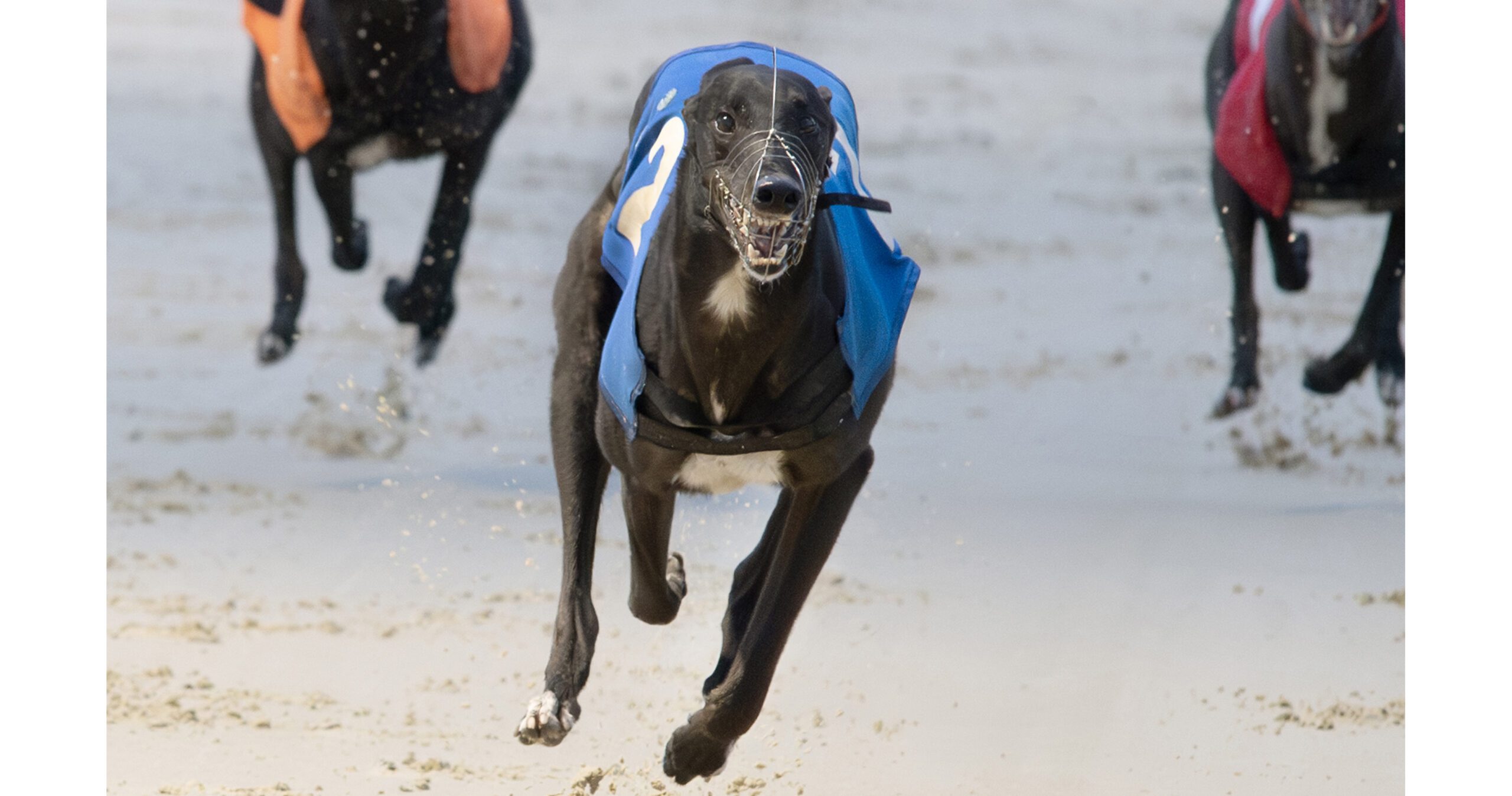 MONDAY ROUND UP - Greyhound Star | News From The Greyhound Industry